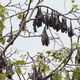 The Tioman Island roost of flying foxes.